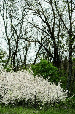 Bahar yeşili orman. Bir sürü genç ağaç gölgeler bırakıyor, Moldova, Avrupa 'da güzel bir ormanda gün doğuyor. Güzel yeşil manzara. Doğa.