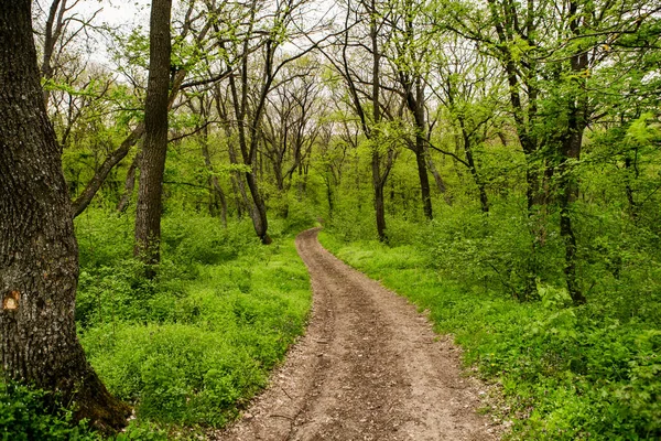 Vårgrön Skog Massor Unga Träd Kastar Skuggor Soluppgång Vacker Skog — Stockfoto