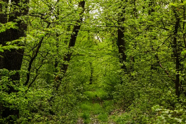 Vårgrön Skog Massor Unga Träd Kastar Skuggor Soluppgång Vacker Skog — Stockfoto