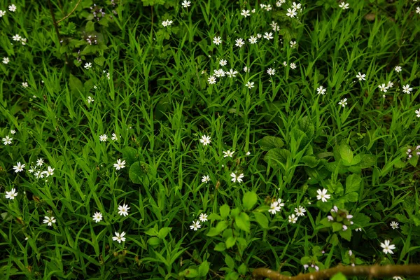 Floresta Verde Primavera Lotes Árvores Jovens Lançando Sombras Nascer Sol — Fotografia de Stock