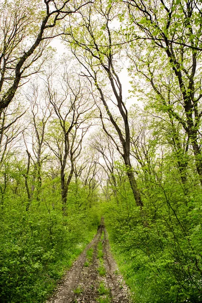 Vårgrön Skog Massor Unga Träd Kastar Skuggor Soluppgång Vacker Skog — Stockfoto