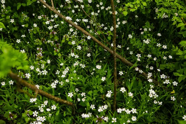 Floresta Verde Primavera Lotes Árvores Jovens Lançando Sombras Nascer Sol — Fotografia de Stock