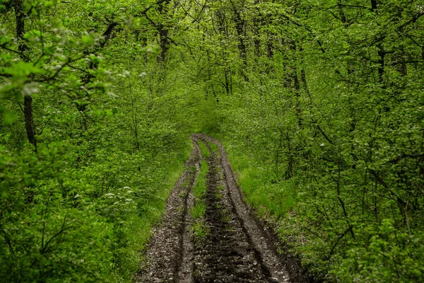 Vårgrön Skog Massor Unga Träd Kastar Skuggor Soluppgång Vacker Skog — Stockfoto