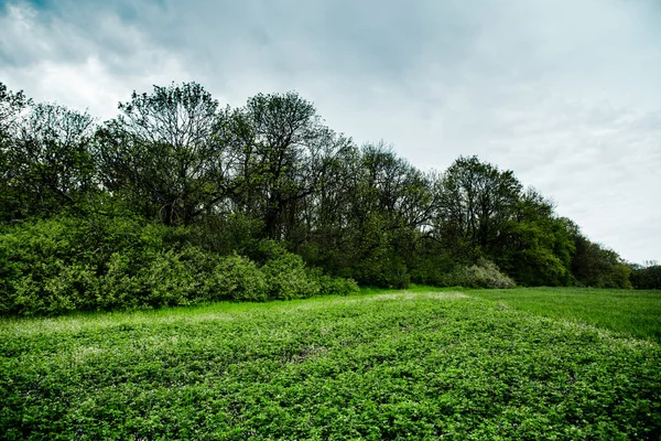 Forêt Verte Printanière Beaucoup Jeunes Arbres Projetant Des Ombres Lever — Photo