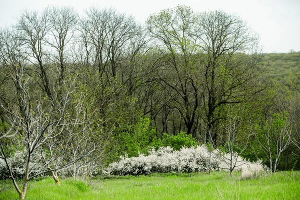 Forêt Verte Printanière Beaucoup Jeunes Arbres Projetant Des Ombres Lever — Photo