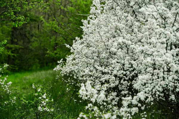 Forêt Verte Printanière Beaucoup Jeunes Arbres Projetant Des Ombres Lever — Photo