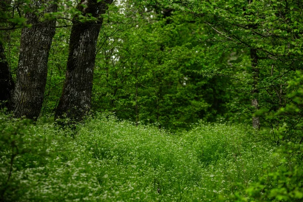 Vårgrön Skog Massor Unga Träd Kastar Skuggor Soluppgång Vacker Skog — Stockfoto