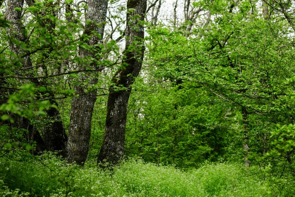 Vårgrön Skog Massor Unga Träd Kastar Skuggor Soluppgång Vacker Skog — Stockfoto