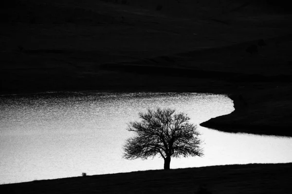 Ενιαίο Δέντρο Στο Τοπίο Κατά Ηλιοβασίλεμα — Φωτογραφία Αρχείου