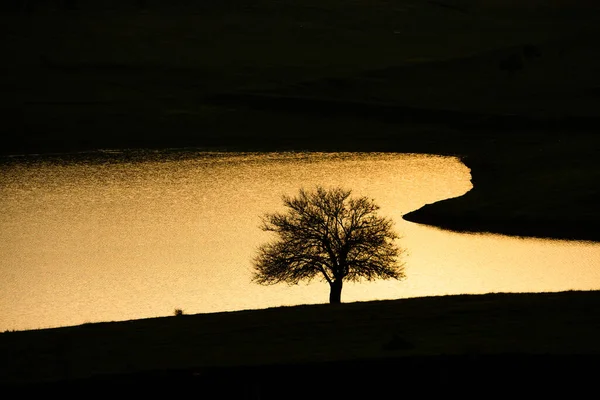 Jedno Drzewo Krajobrazie Zachodzie Słońca — Zdjęcie stockowe
