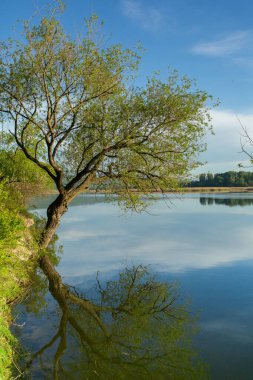 Göl ve ağaçlarla güzel bir manzara. Avrupa 'da İnanılmaz Doğa. Bu yaz ziyaret etmek için güzel bir yer..