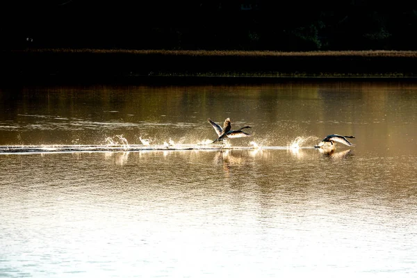 Piękny Krajobraz Jeziorem Drzewami Niesamowita Natura Europie Piękne Miejsce Odwiedzenia — Zdjęcie stockowe