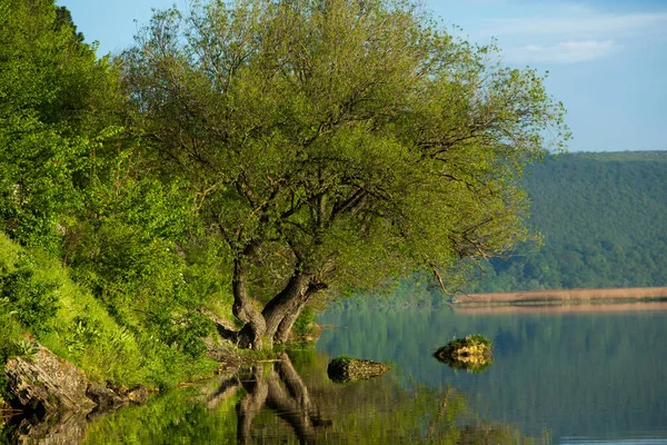 Göl Ağaçlarla Güzel Bir Manzara Avrupa Nanılmaz Doğa Yaz Ziyaret — Stok fotoğraf