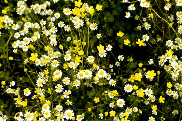 Chamomile Flower Field Beauiful Sunny Day — Stock Photo, Image