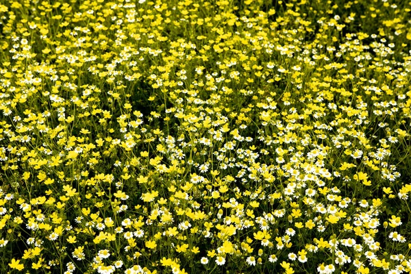 Kamille Bloemenveld Een Prachtige Zonnige Dag — Stockfoto