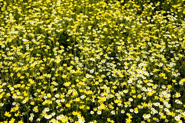 Pola Kwiatów Rumianku Piękny Słoneczny Dzień — Zdjęcie stockowe