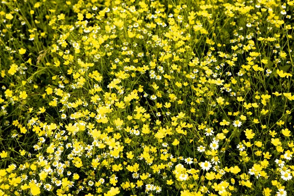 Camomila Campo Flores Belo Dia Ensolarado — Fotografia de Stock