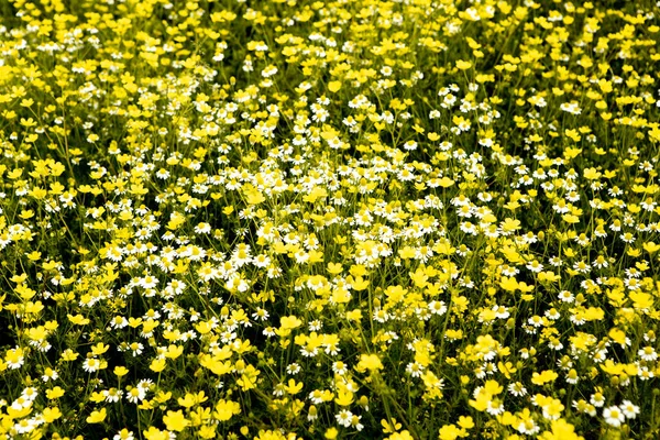 Ромашкове Квіткове Поле Косметологічний Сонячний День — стокове фото