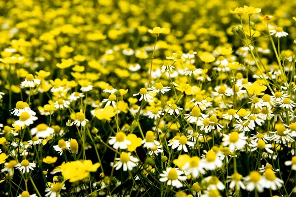 Ромашкове Квіткове Поле Косметологічний Сонячний День — стокове фото