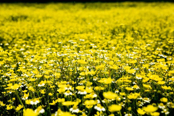 Camomila Campo Flores Belo Dia Ensolarado — Fotografia de Stock