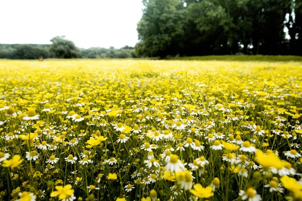 Camomilla Campo Fiori Una Bella Giornata Sole — Foto Stock