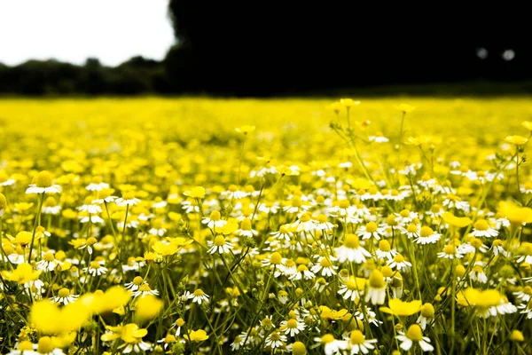 Kamillenblütenfeld Einem Schönen Sonnigen Tag — Stockfoto