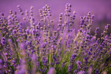 Güneşin doğuşunda güzel lavanta tarlası. Mor çiçek arkaplanı. Çiçekli menekşe aromalı bitkiler.