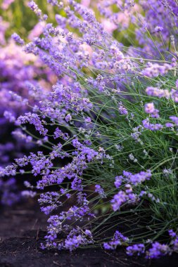 Güneşin doğuşunda güzel lavanta tarlası. Mor çiçek arkaplanı. Çiçekli menekşe aromalı bitkiler.
