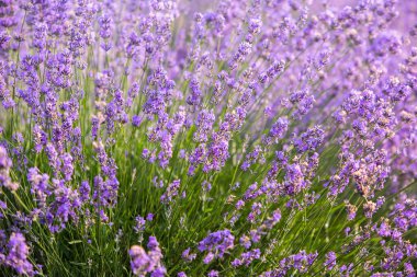 Güneşin doğuşunda güzel lavanta tarlası. Mor çiçek arkaplanı. Çiçekli menekşe aromalı bitkiler.