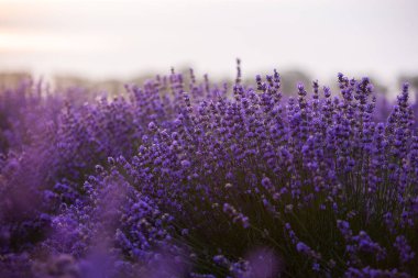 Güneşin doğuşunda güzel lavanta tarlası. Mor çiçek arkaplanı. Çiçekli menekşe aromalı bitkiler.