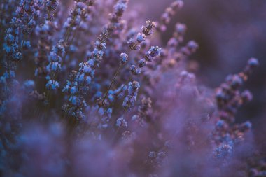 Güneşin doğuşunda güzel lavanta tarlası. Mor çiçek arkaplanı. Çiçekli menekşe aromalı bitkiler.