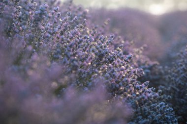 Güneşin doğuşunda güzel lavanta tarlası. Mor çiçek arkaplanı. Çiçekli menekşe aromalı bitkiler.