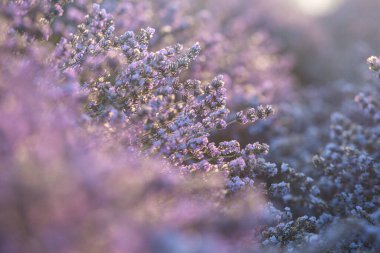 Güneşin doğuşunda güzel lavanta tarlası. Mor çiçek arkaplanı. Çiçekli menekşe aromalı bitkiler.