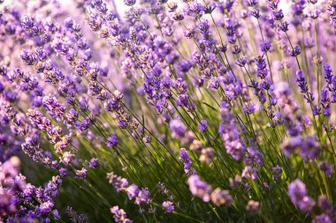 Güneşin doğuşunda güzel lavanta tarlası. Mor çiçek arkaplanı. Çiçekli menekşe aromalı bitkiler.