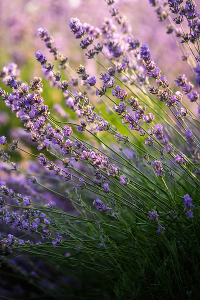 Wunderschönes Lavendelfeld Bei Sonnenaufgang Lila Blume Hintergrund Blühen Violette Aromatische — Stockfoto