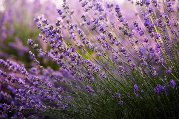 Wunderschönes Lavendelfeld Bei Sonnenaufgang Lila Blume Hintergrund Blühen Violette Aromatische — Stockfoto