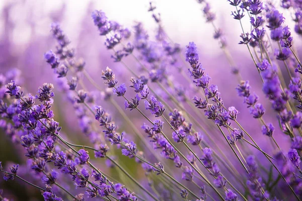 Wunderschönes Lavendelfeld Bei Sonnenaufgang Lila Blume Hintergrund Blühen Violette Aromatische — Stockfoto