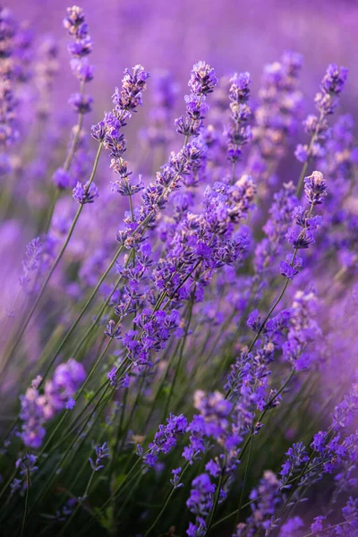 日出时美丽的薰衣草地 紫色的花朵背景 花紫罗兰芳香植物 — 图库照片