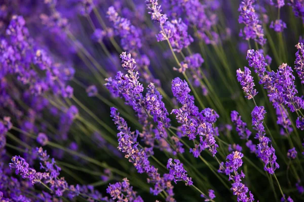 Wunderschönes Lavendelfeld Bei Sonnenaufgang Lila Blume Hintergrund Blühen Violette Aromatische — Stockfoto