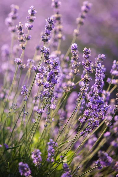 Bellissimo Campo Lavanda All Alba Sfondo Fiore Viola Piante Aromatiche — Foto Stock