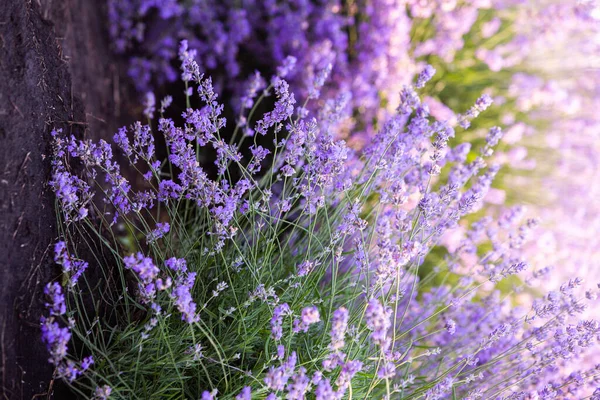 Bellissimo Campo Lavanda All Alba Sfondo Fiore Viola Piante Aromatiche — Foto Stock