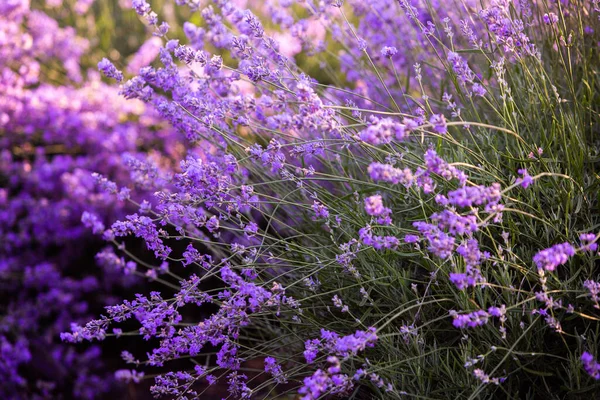 Bellissimo Campo Lavanda All Alba Sfondo Fiore Viola Piante Aromatiche — Foto Stock