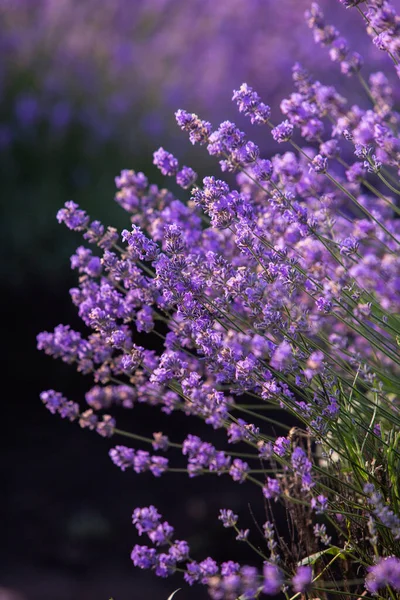 Hermoso Campo Lavanda Amanecer Fondo Flor Púrpura Flor Violeta Plantas — Foto de Stock