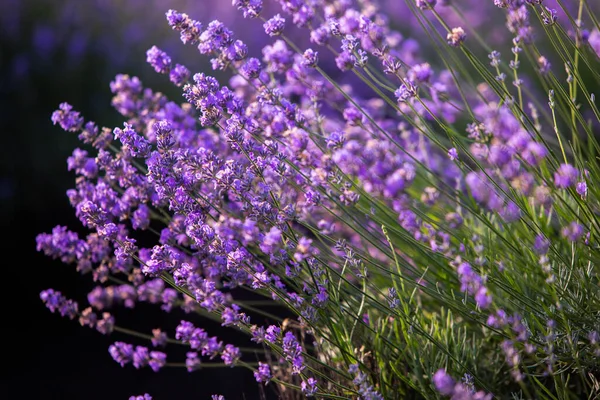 Wunderschönes Lavendelfeld Bei Sonnenaufgang Lila Blume Hintergrund Blühen Violette Aromatische — Stockfoto