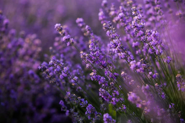 Wunderschönes Lavendelfeld Bei Sonnenaufgang Lila Blume Hintergrund Blühen Violette Aromatische — Stockfoto