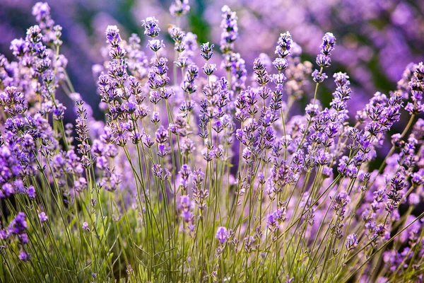 日の出の美しいラベンダー畑 紫色の花の背景 紫色の芳香植物 — ストック写真
