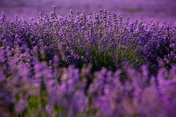 日の出の美しいラベンダー畑 紫色の花の背景 紫色の芳香植物 — ストック写真