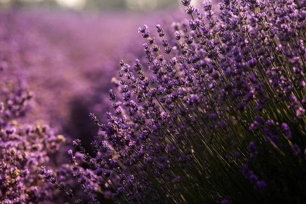 Bellissimo Campo Lavanda All Alba Sfondo Fiore Viola Piante Aromatiche — Foto Stock