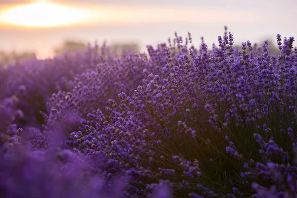 Wunderschönes Lavendelfeld Bei Sonnenaufgang Lila Blume Hintergrund Blühen Violette Aromatische — Stockfoto