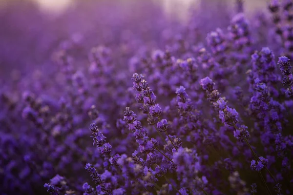 Wunderschönes Lavendelfeld Bei Sonnenaufgang Lila Blume Hintergrund Blühen Violette Aromatische — Stockfoto